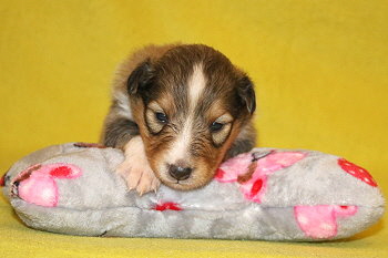 Stannis vom Affinger Bach, 2 Wochen alt 