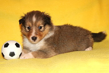 Stannis vom Affinger Bach, 4 Wochen alt 