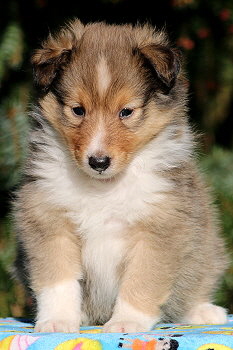 Stannis vom Affinger Bach, 5 Wochen alt 