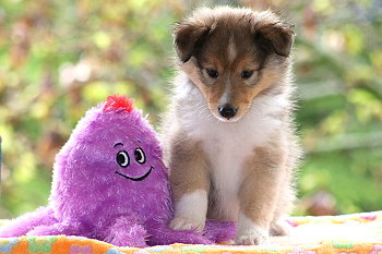 Stannis vom Affinger Bach, 6 Wochen alt 