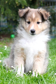 Stannis vom Affinger Bach, 7 Wochen alt 