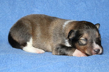 Samwell vom Affinger Bach, 1 Woche alt