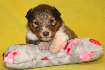 Samwell vom Affinger Bach, 2 Wochen alt 