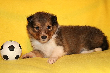 Samwell vom Affinger Bach, 4 Wochen alt 