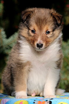 Samwell vom Affinger Bach, 5 Wochen alt 