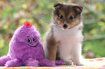 Samwell vom Affinger Bach, 6 Wochen alt 