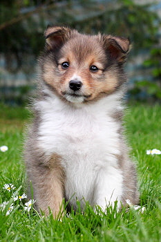 Samwell vom Affinger Bach, 7 Wochen alt 