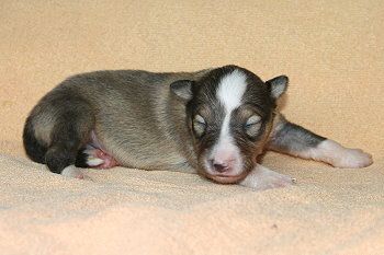 Sharin vom Affinger Bach, 1 Woche alt 