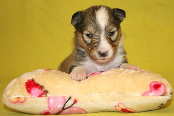 Sharin vom Affinger Bach, 2 Wochen alt 