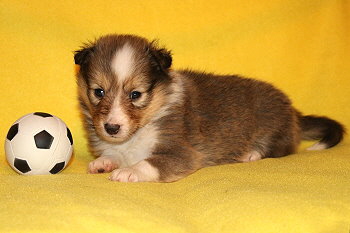 Sharin vom Affinger Bach, 4 Wochen alt 