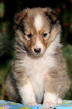 Sharin vom Affinger Bach, 5 Wochen alt 