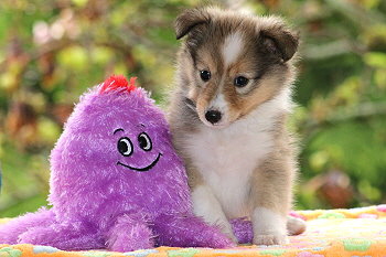 Sharin vom Affinger Bach, 6 Wochen alt 