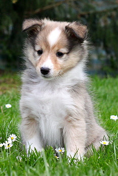 Sharin vom Affinger Bach, 7 Wochen alt 