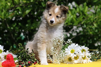 Sharin vom Affinger Bach, 8 Wochen alt 