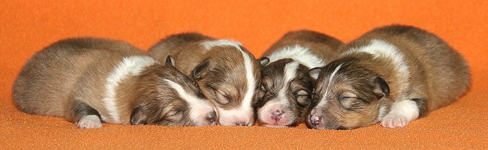 S3-Wurf vom Affinger Bach, 1 Woche alt