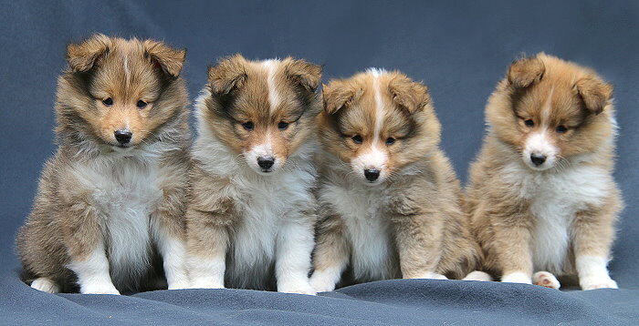 S3-Wurf vom Affinger Bach, 6 Wochen alt