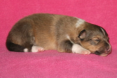 S3-1 vom Affinger Bach, 1 Woche alt