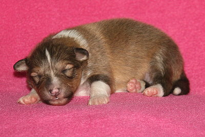 S3-1 vom Affinger Bach, 1 Woche alt 