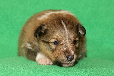 S3-1 vom Affinger Bach, 2 Wochen alt