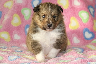 Sweet Caroline vom Affinger Bach, 3 Wochen alt