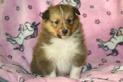 Sweet Caroline vom Affinger Bach, 4 Wochen alt