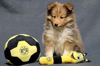 Sweet Caroline vom Affinger Bach, 6 Wochen alt