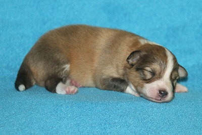 S3-2 vom Affinger Bach, 1 Woche alt