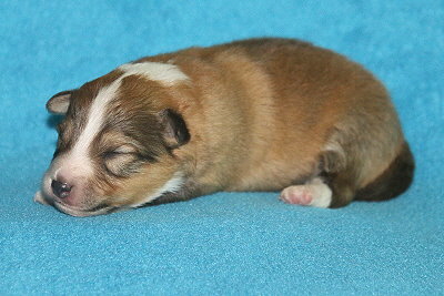 S3-2 vom Affinger Bach, 1 Woche alt