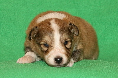 S3-2 vom Affinger Bach, 2 Wochen alt