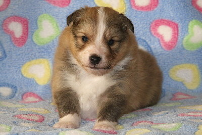 Sherlock vom Affinger Bach, 3 Wochen alt