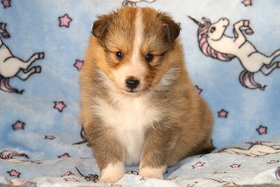 Sherlock vom Affinger Bach, 4 Wochen alt