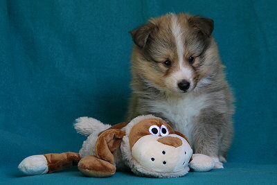 Sherlock vom Affinger Bach, 5 Wochen alt