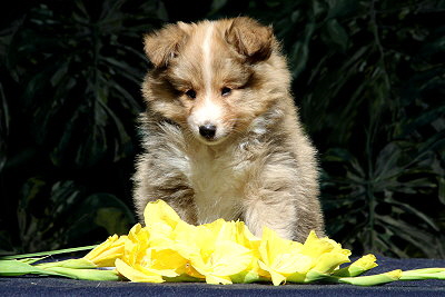 Sherlock vom Affinger Bach, 7 Wochen alt