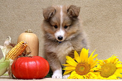 Sherlock vom Affinger Bach, 8 Wochen alt