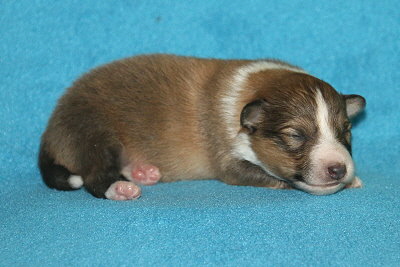 S3-3 vom Affinger Bach, 1 Woche alt