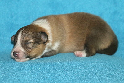 S3-3 vom Affinger Bach, 1 Woche alt