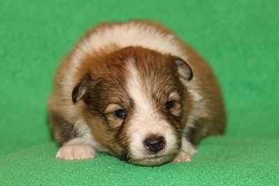 S3-3 vom Affinger Bach, 2 Wochen alt