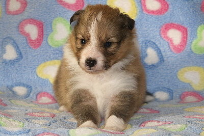 Savoy vom Affinger Bach, 3 Wochen alt