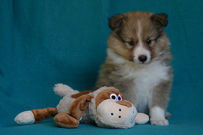 Savoy vom Affinger Bach, 5 Wochen alt