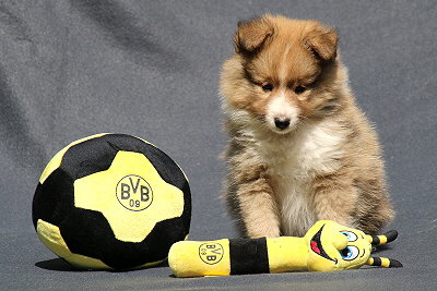 Savoy vom Affinger Bach, 6 Wochen alt