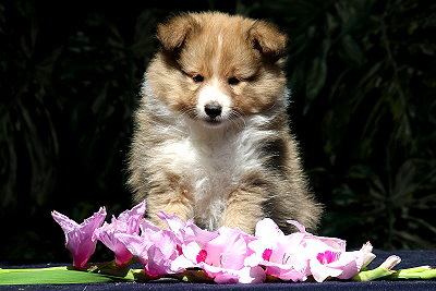 Savoy vom Affinger Bach, 7 Wochen alt