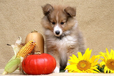 Savoy vom Affinger Bach, 8 Wochen alt