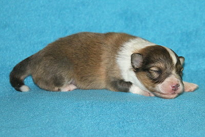 Scone vom Affinger Bach, 1 Woche alt