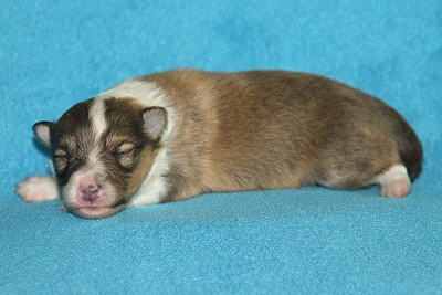 S3-4 vom Affinger Bach, 1 Woche alt