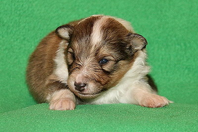 S3-4 vom Affinger Bach, 2 Wochen alt