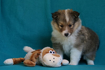 Scone vom Affinger Bach, 5 Wochen alt