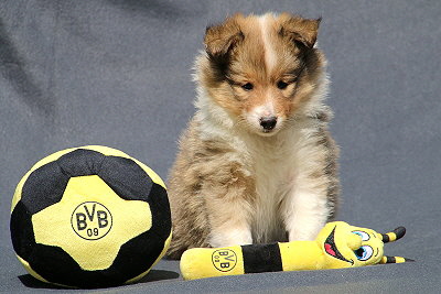 Scone vom Affinger Bach, 6 Wochen alt