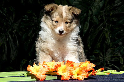 Scone vom Affinger Bach, 7 Wochen alt