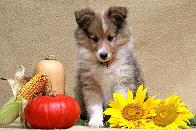 Scone vom Affinger Bach, 8 Wochen alt