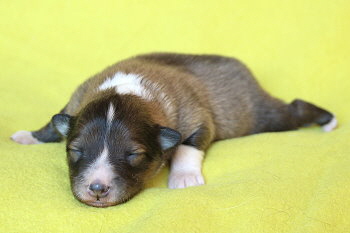 Tequila vom Affinger Bach, 1 Woche alt 